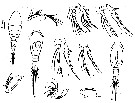 Espce Oncaea shmelevi - Planche 1 de figures morphologiques
