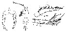 Espce Candacia bipinnata - Planche 11 de figures morphologiques