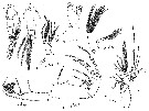 Espce Candacia bipinnata - Planche 12 de figures morphologiques