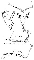 Espce Candacia bipinnata - Planche 14 de figures morphologiques
