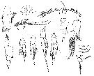 Espce Acartia (Acanthacartia) bifilosa - Planche 9 de figures morphologiques