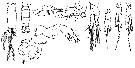 Espce Acartia (Acanthacartia) bifilosa - Planche 10 de figures morphologiques