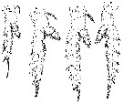 Espce Candacia bipinnata - Planche 13 de figures morphologiques