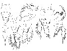 Espce Sapphirina gastrica - Planche 3 de figures morphologiques