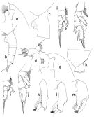 Espce Paraeuchaeta megaloba - Planche 1 de figures morphologiques
