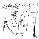 Espce Corycaeus (Urocorycaeus) lautus - Planche 15 de figures morphologiques