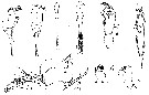 Espce Corycaeus (Urocorycaeus) lautus - Planche 16 de figures morphologiques