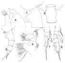 Espce Paraeuchaeta mexicana - Planche 1 de figures morphologiques
