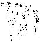 Espce Oncaea curta - Planche 1 de figures morphologiques