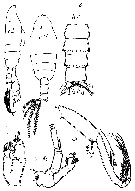 Espce Euchirella amoena - Planche 11 de figures morphologiques