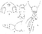 Espce Acartia (Acartiura) floridana - Planche 1 de figures morphologiques
