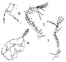 Espce Acartia (Acartiura) floridana - Planche 2 de figures morphologiques