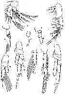 Espce Parvocalanus crassirostris - Planche 17 de figures morphologiques