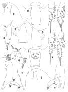 Espce Paraeuchaeta papilliger - Planche 1 de figures morphologiques