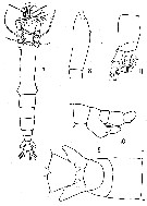Espce Cymbasoma quadridens - Planche 1 de figures morphologiques