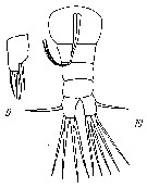 Espce Monstrilla nasuta - Planche 3 de figures morphologiques