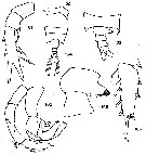 Espce Candacia columbiae - Planche 2 de figures morphologiques