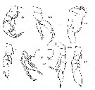 Espce Heterorhabdus tanneri - Planche 7 de figures morphologiques