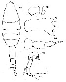 Espce Metridia bicornuta - Planche 1 de figures morphologiques