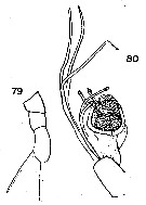 Espce Scopalatum vorax - Planche 9 de figures morphologiques