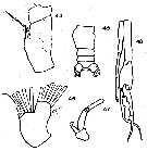 Espce Euchirella pseudopulchra - Planche 5 de figures morphologiques
