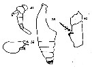 Espce Euchirella curticauda - Planche 13 de figures morphologiques