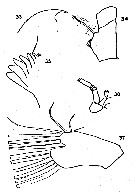 Espce Euchirella rostrata - Planche 20 de figures morphologiques