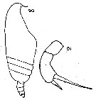 Espce Pseudoamallothrix emarginata - Planche 13 de figures morphologiques