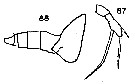 Espce Scaphocalanus magnus - Planche 16 de figures morphologiques