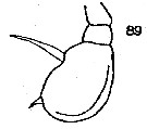 Espce Pseudoamallothrix ovata - Planche 13 de figures morphologiques