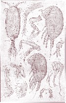 Species Pseudocyclopia giesbrechti - Plate 3 of morphological figures