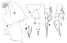 Espce Paraeuchaeta propinqua - Planche 1 de figures morphologiques