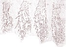Espce Pseudocyclopia giesbrechti - Planche 4 de figures morphologiques