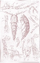 Espce Clytemnestra gracilis - Planche 1 de figures morphologiques