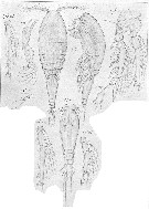 Espce Triconia similis - Planche 14 de figures morphologiques