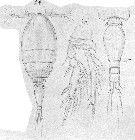 Espce Triconia minuta - Planche 7 de figures morphologiques