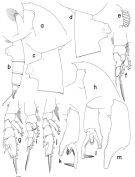 Espce Paraeuchaeta brevirostris - Planche 1 de figures morphologiques