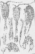 Espce Isias clavipes - Planche 1 de figures morphologiques