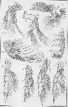 Species Centropages typicus - Plate 5 of morphological figures