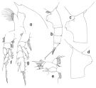 Espce Paraeuchaeta abyssalis - Planche 1 de figures morphologiques