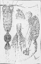 Species Paraeuchaeta norvegica - Plate 7 of morphological figures