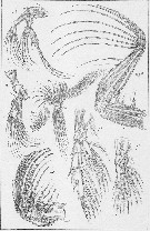 Espce Paraeuchaeta norvegica - Planche 8 de figures morphologiques