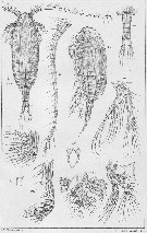Species Paracalanus parvus - Plate 22 of morphological figures