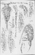 Espce Paracalanus parvus - Planche 23 de figures morphologiques