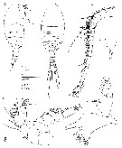 Espce Cryptonectes brachyceratus - Planche 1 de figures morphologiques