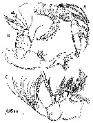 Espce Fosshageniella glabra - Planche 2 de figures morphologiques