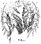 Espce Fosshageniella glabra - Planche 5 de figures morphologiques