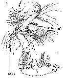 Espce Arcticomisophria hispida - Planche 3 de figures morphologiques