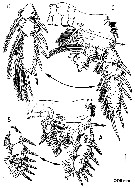 Espce Arcticomisophria hispida - Planche 4 de figures morphologiques
