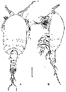 Espce Arcticomisophria bathylaptevensis - Planche 1 de figures morphologiques